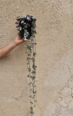 String Of Hearts Plant (SILVER & VARIEGATED MIX)