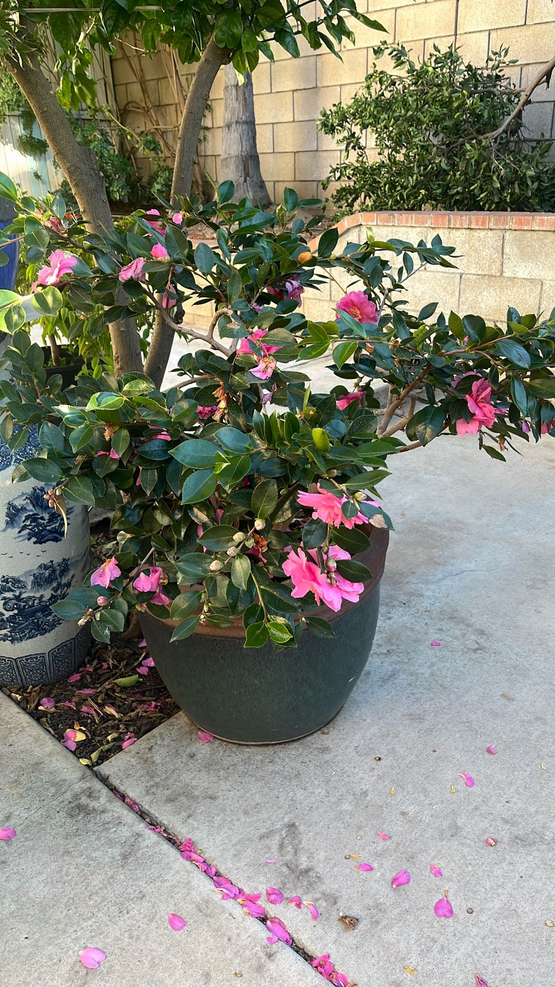 Kanjiro Sasanqua Camelia 