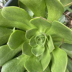 Beautiful Succulents Plants $ 15/1 The Ones W Yellow Flowers Can Be Used As Table Decorations For Special Evens 