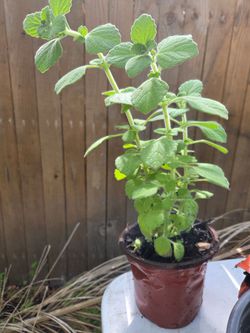 Vicks plant