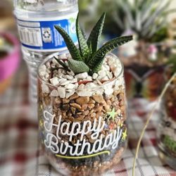 Beautiful Succulent 