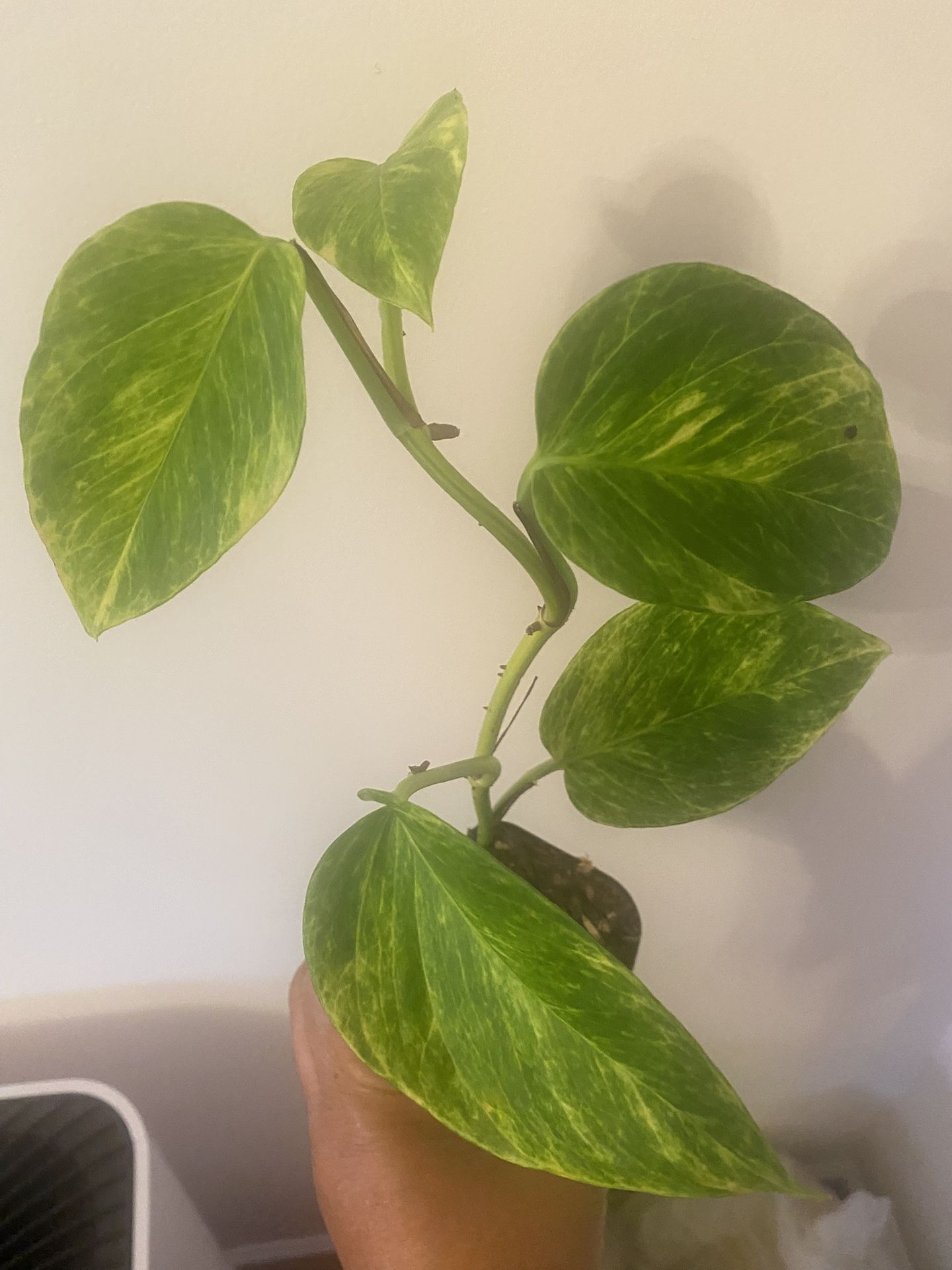 Golden pothos, Pothos plant growing in Starter Pot