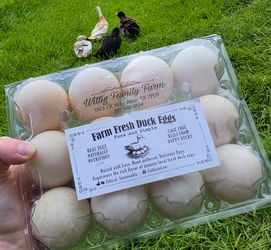Duck eggs