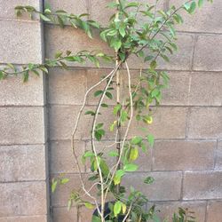 Una De Gato Plant Medesinal 