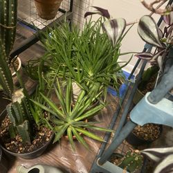 Mature aloe and agave