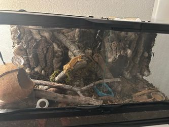 Crested Gecko Terrarium