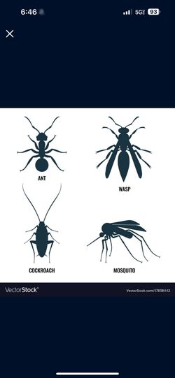 Ants / Roaches / Spiders