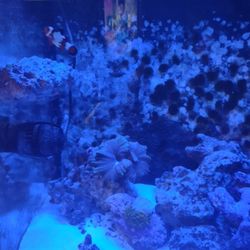 Reef Tank 32 Gal