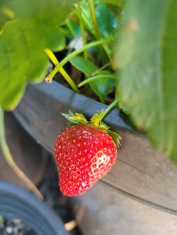 Strawberry plant 🍓