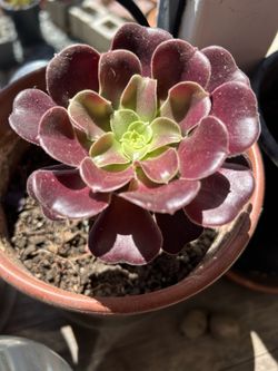 Aeonium Black Rose