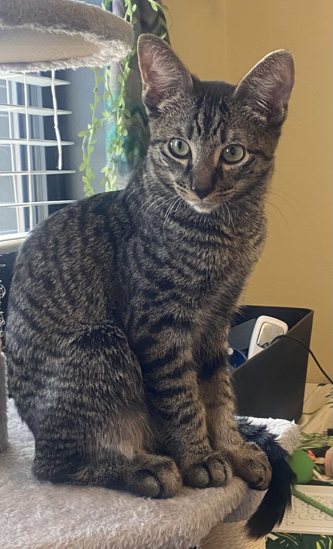 Male Tabby Cat Needs New Home