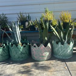 magueyes.  
