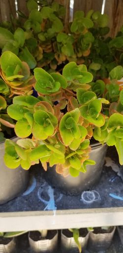 Suculent natural plant