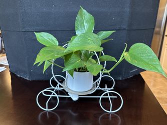 White Carriage With Blue Lights And Live Plant