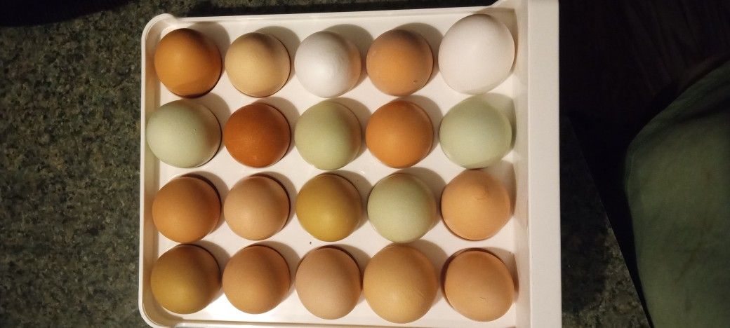 Chicken Eggs