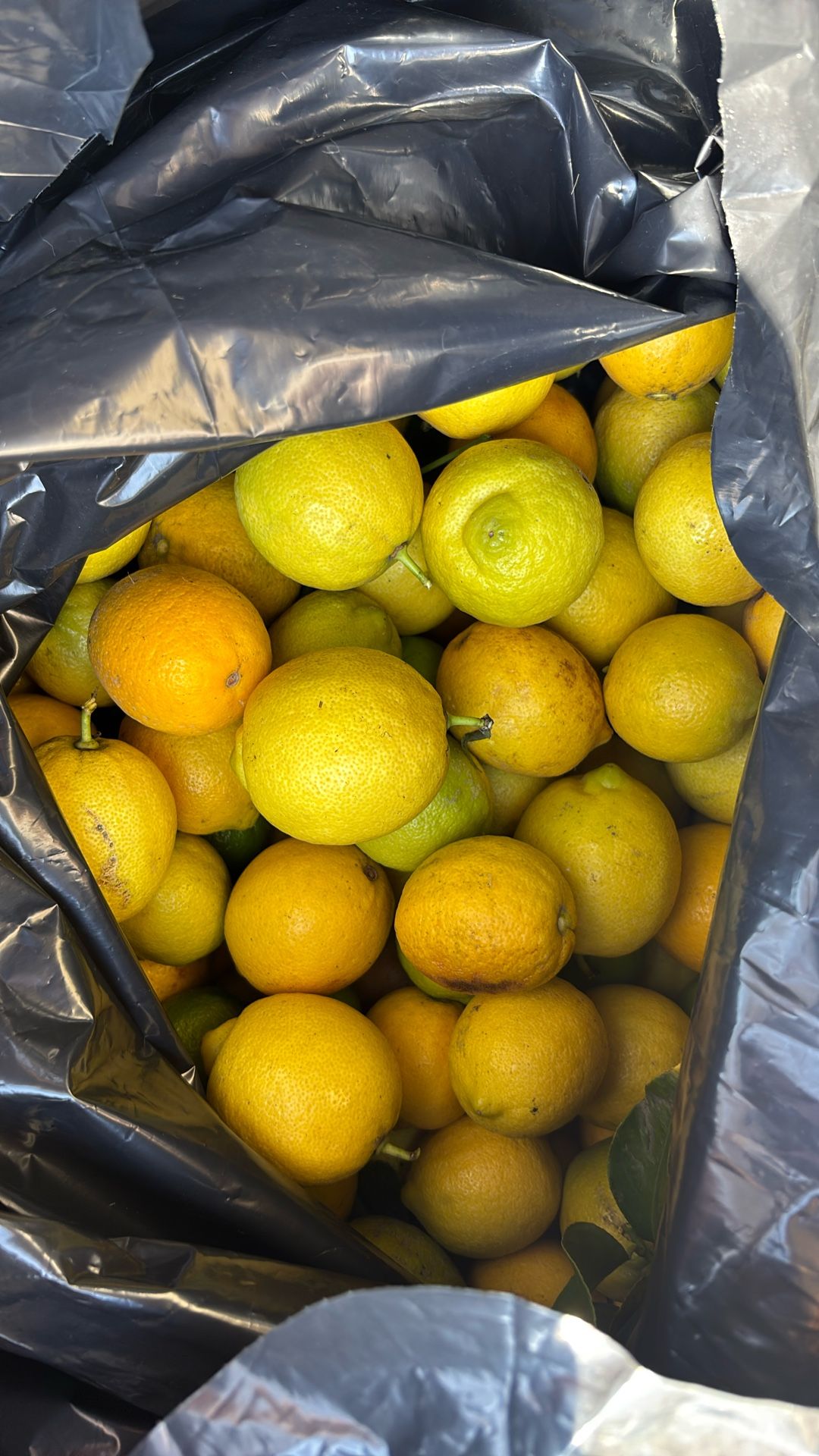 Fresh lemons for sale $.50 a lemon