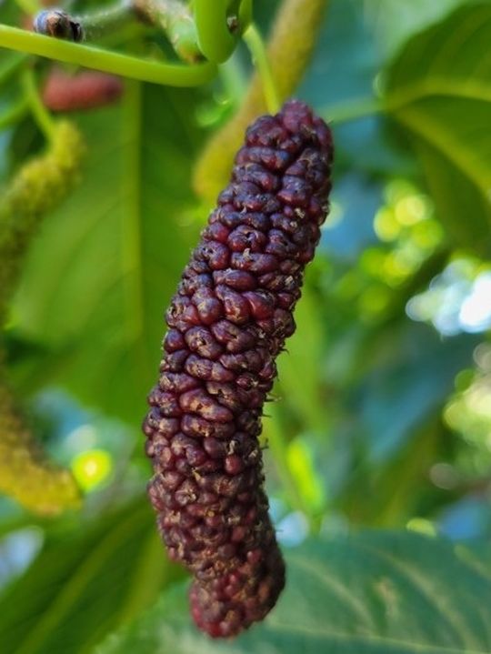 Mulberry Tree