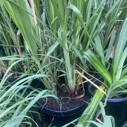 Sugarcane Plant For Sale