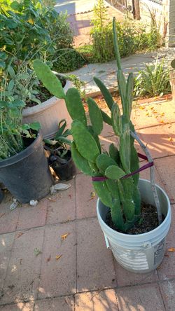 Nopal cactus plant