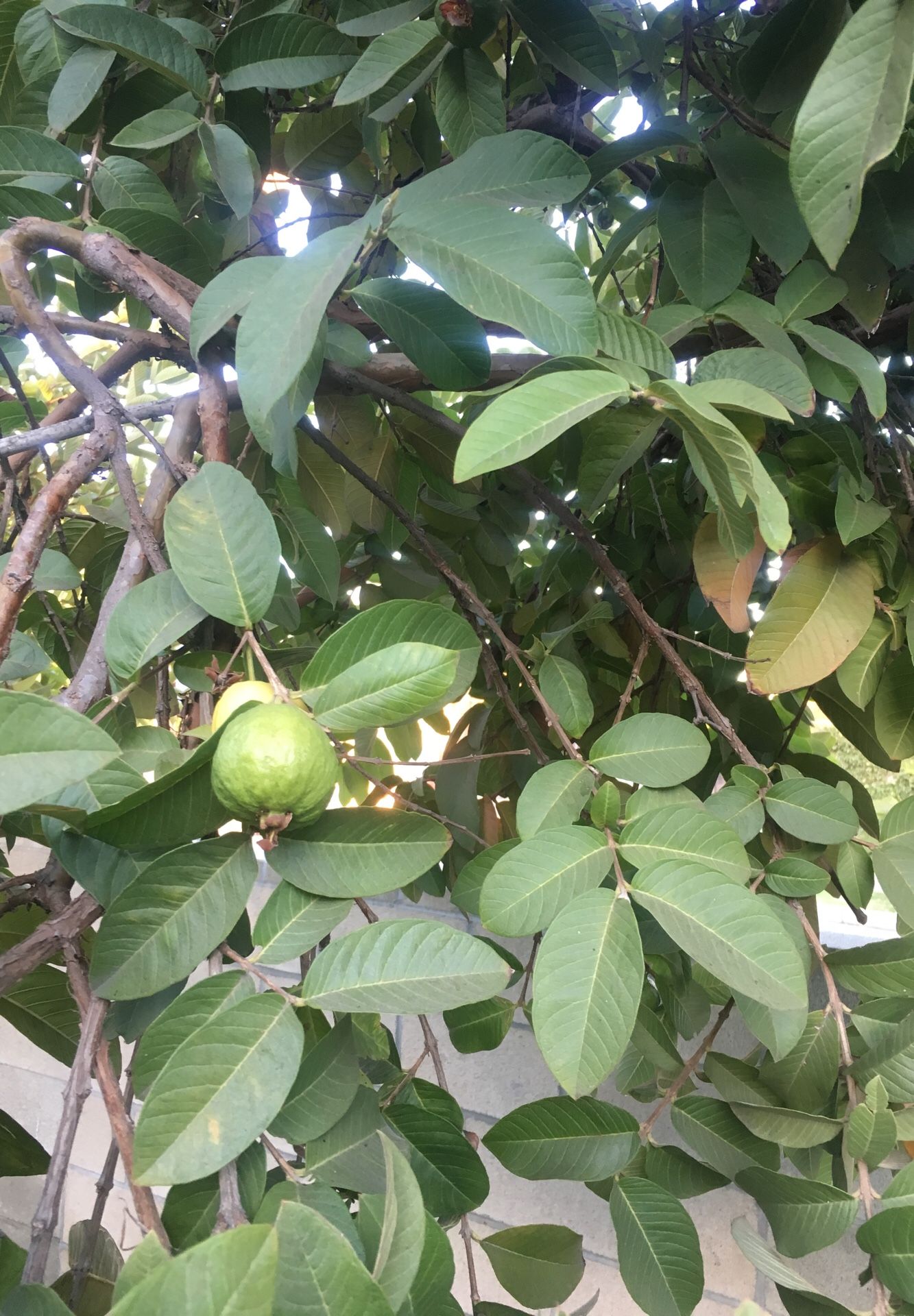 Organic Guavas!