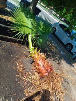 Palm Tree