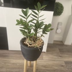 Houseplant Zz Plant In Mid Century Pot