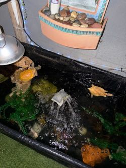 Pond liner for turtles