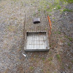 Bird Cage 