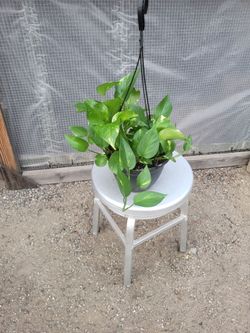 Golden Pothos 8" Nursery Pot
