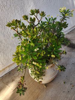 Planta