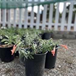 Epilobium canum 'Marin Pink'