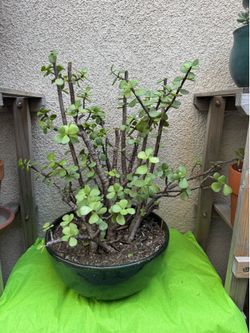Elephant Bush Plant