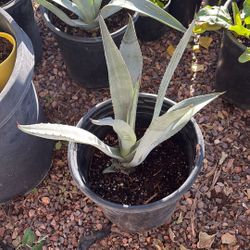 Maguey 