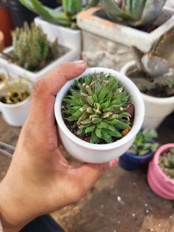 haworthia cooperi succulent