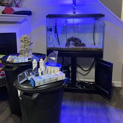 Pecera de agua Salada / saltwater fish tank.