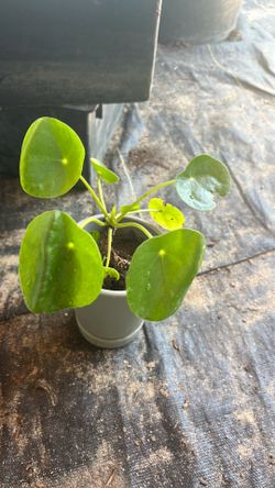 Money plant planta del dinero coin