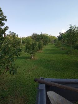 Guanavana     En Mi Finca Carneros