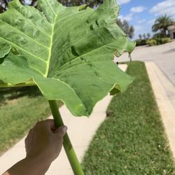 Free elephant ear Plant