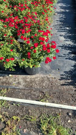 ROSE'S 3GALLONS 🌹