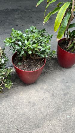 Plants