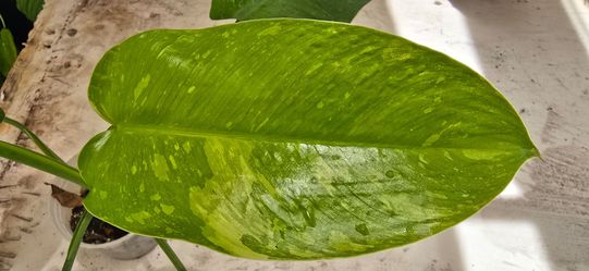 Philodendron Jose Buono