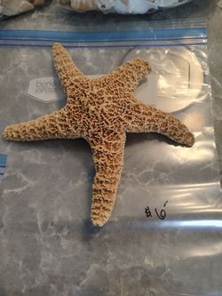 Star Fish 8" Brown missing some of leg