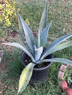 Second To Last Chance to make your purchase today for plants