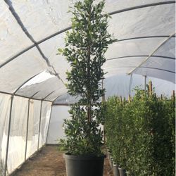 6FT Ficus Laurels In 15 Gallons 
