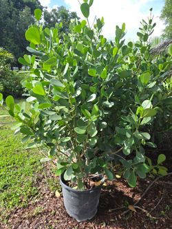 huge clusias About 7 feet tall  Instant  privacy Hedge for fence