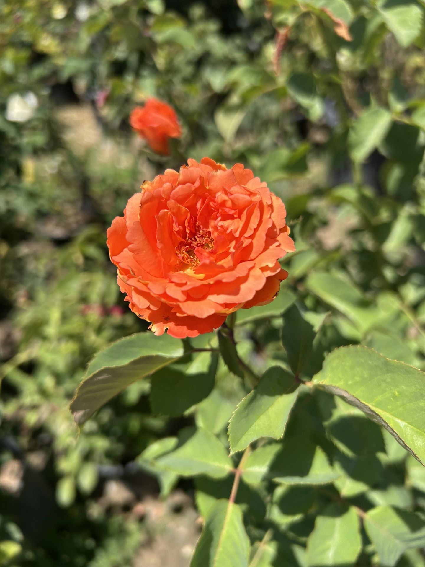 Orange Rose Plant / Rosal Anarangado