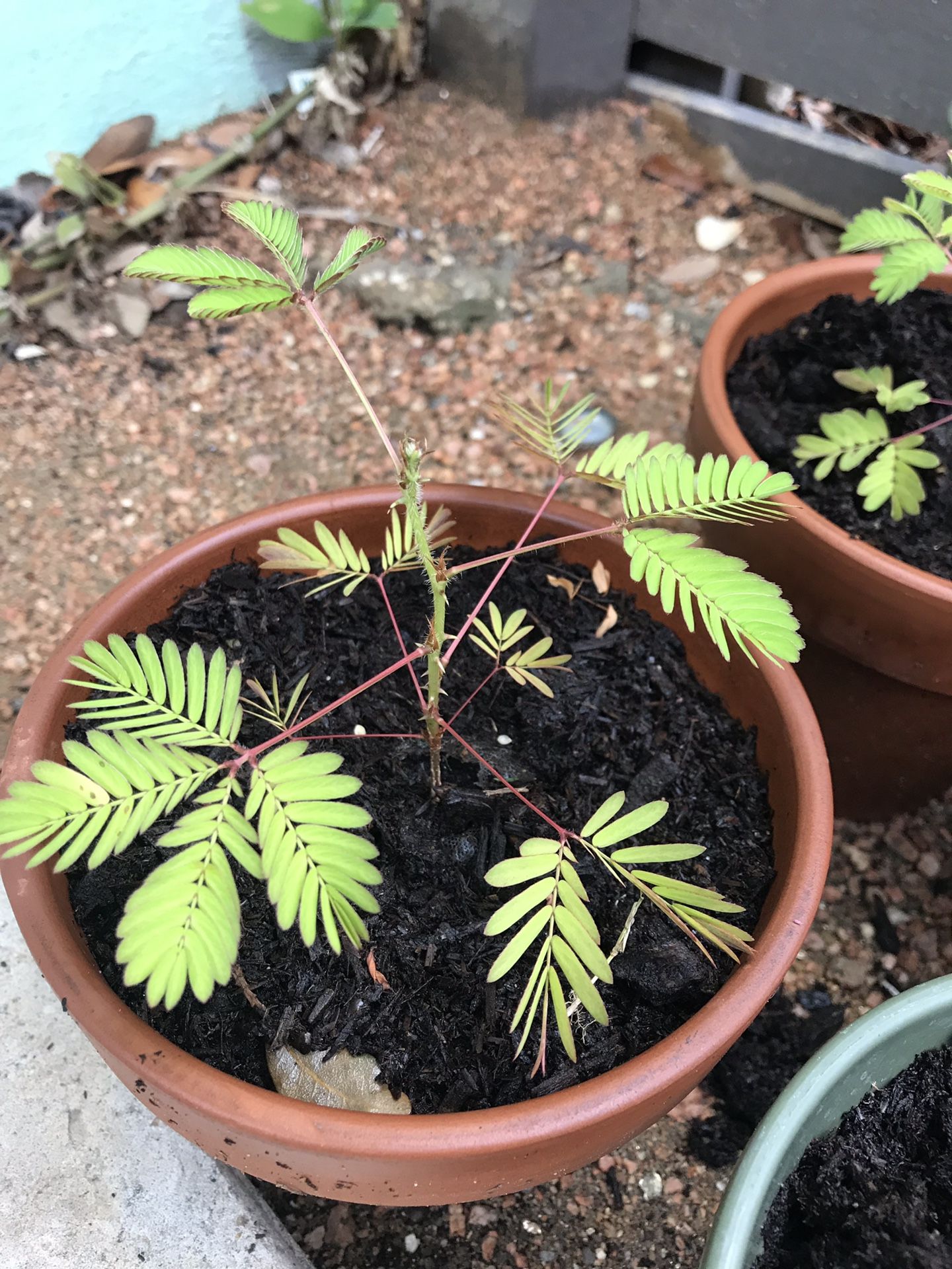 Mimosa pudica plant