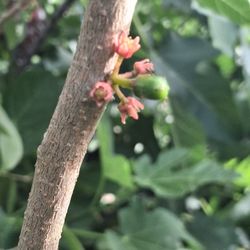 Jocote Corona RED with Fruits