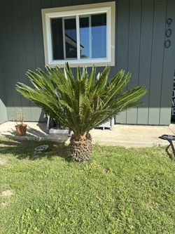 Sago palm tree