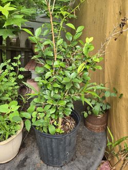 planta de limón verde